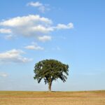 Posiadacz zależny a zezwolenie na wycinkę drzew jak skutecznie ubiegać się o zgodę